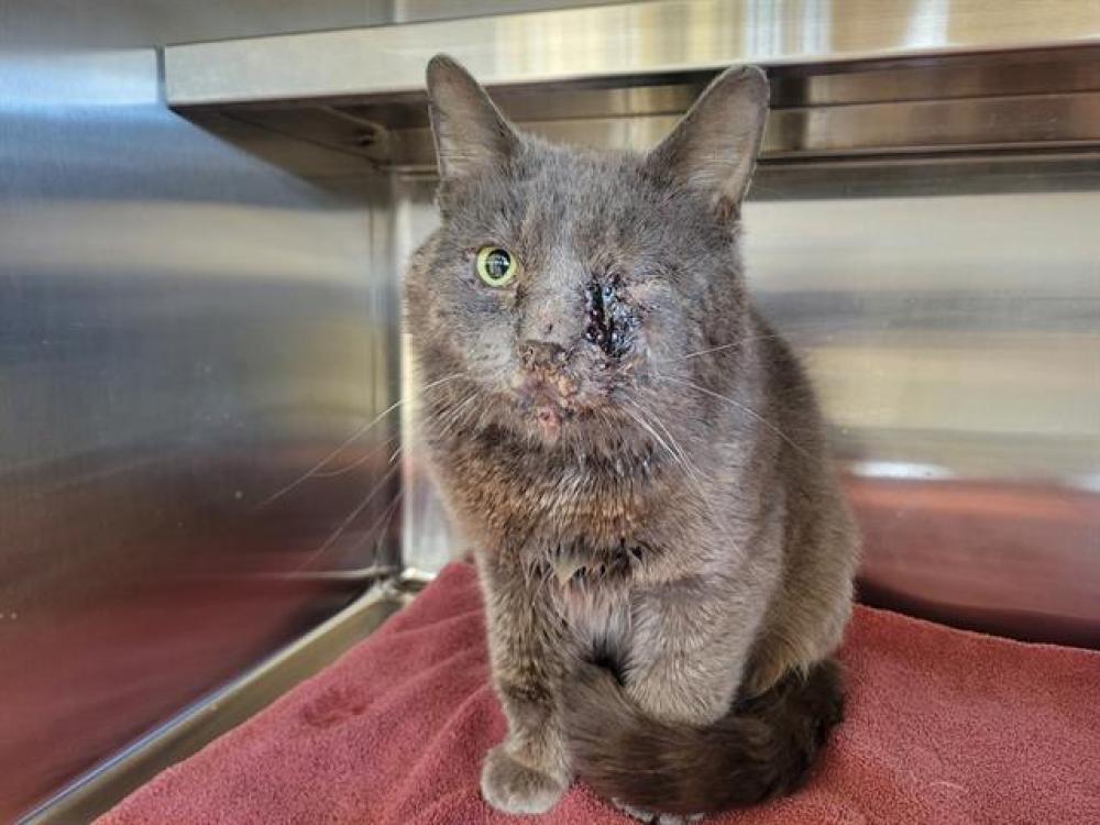 Shelter Stray Male Cat last seen FARMGATE WY/GREENBACK, Auburn, CA 95603