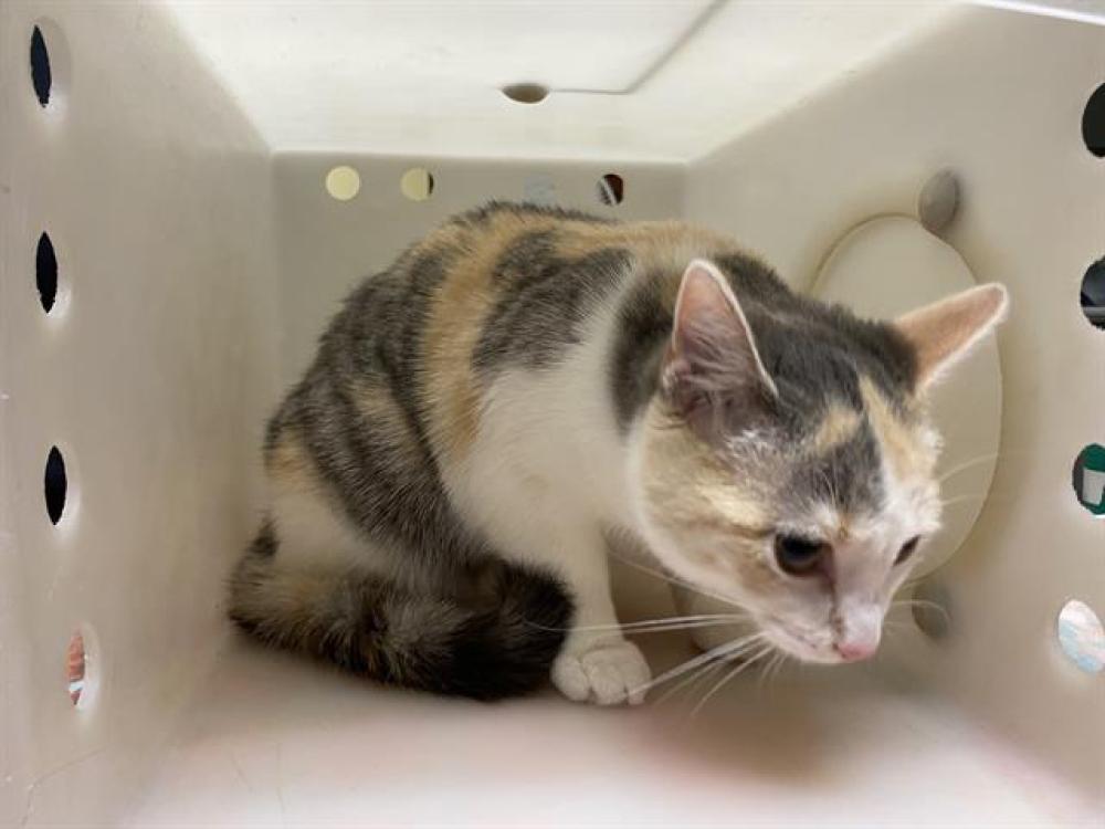 Shelter Stray Female Cat last seen MAPLE RIDGE HEALTH SERVICES, West Milwaukee, WI 53215
