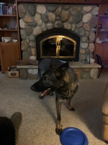 Lost Male Dog last seen SE Pagh Road, Clackamas County, OR 97055