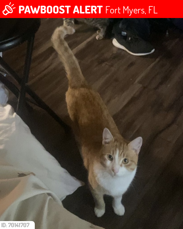 Lost Male Cat last seen s station on alico rd and oriole rd, Fort Myers, FL 33967