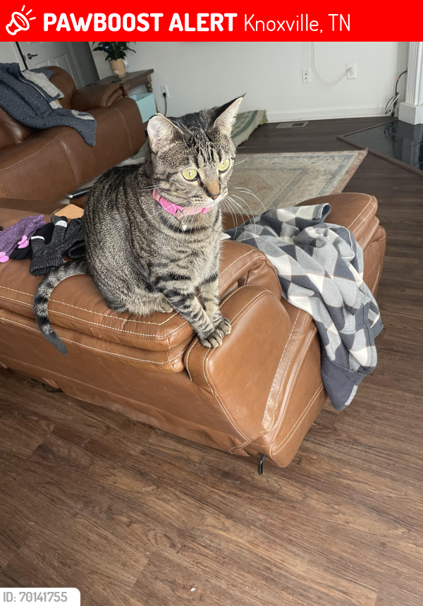Lost Female Cat last seen Hunt Crest Rd and Ball Rd, Knoxville, TN 37931