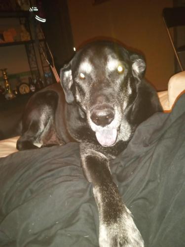 Lost Male Dog last seen Prince Albert St Mount pleasant, Vancouver, BC V5T 1L8