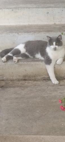 Lost Male Cat last seen Near Midday Common Fremont CA 94555 in my backyard. But it rained and he usually stays in the front with his 2 other siblings , Fremont, CA 94555