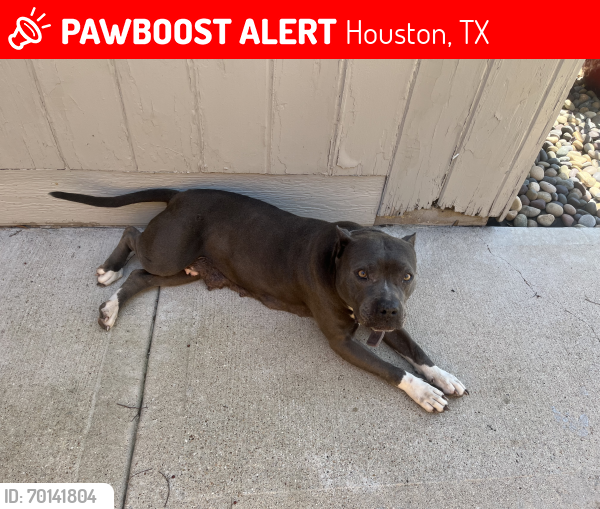 Lost Female Dog last seen Waxwing and Kingfisher, Houston, TX 77025