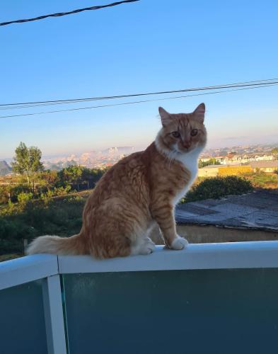 Lost Male Cat last seen Rua Emílio Blum, Bairro Guarujá , Lages, SC 