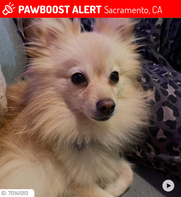 Lost Male Dog last seen Grace and Andrea Lane inside Golden Palms Mobile Park, Sacramento, CA 95826
