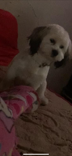 Lost Male Dog last seen 16th & Greenfield , Milwaukee, WI 53204