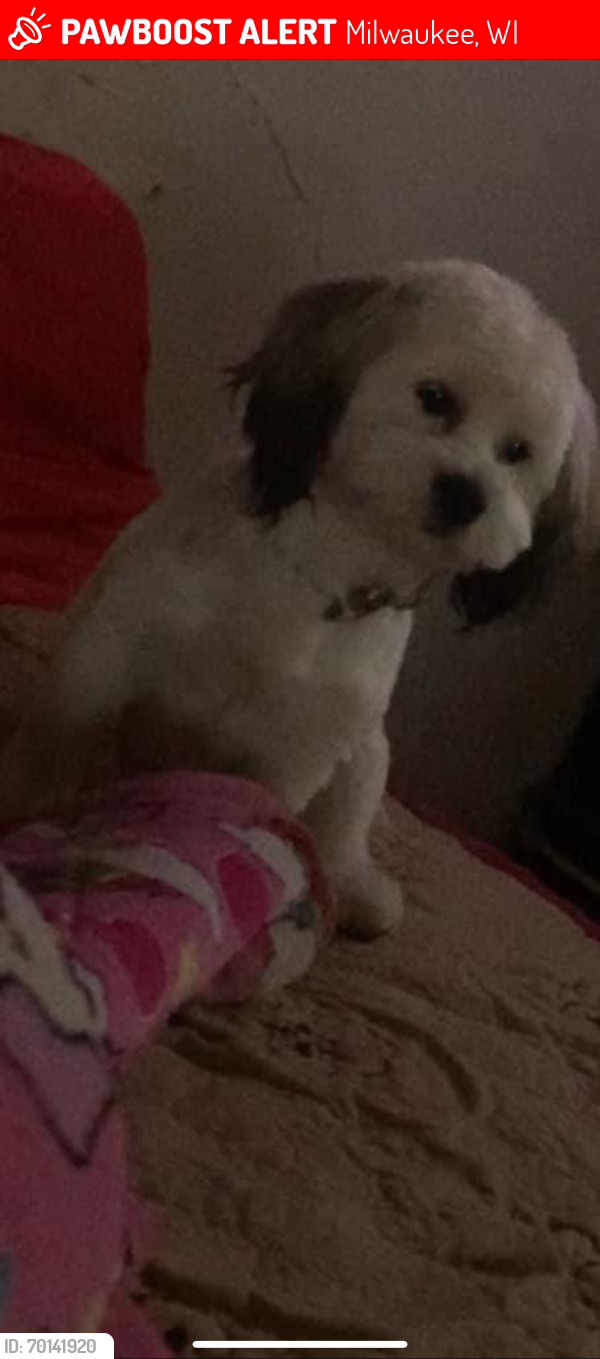 Lost Male Dog last seen 16th & Greenfield , Milwaukee, WI 53204