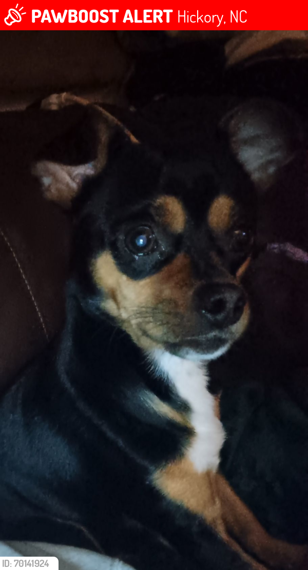 Lost Male Dog last seen Near waffle hse on 321, Hickory, NC 28602
