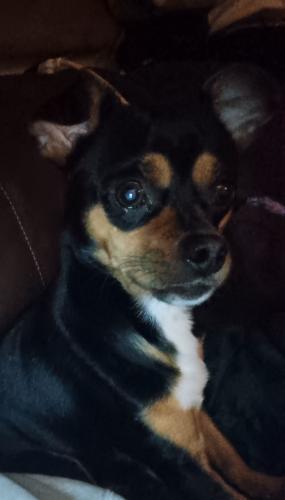 Lost Male Dog last seen Near waffle hse on 321, Hickory, NC 28602