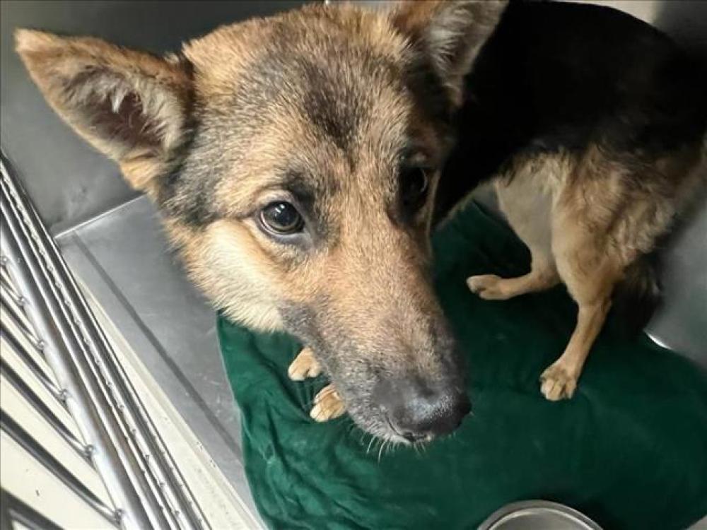 Shelter Stray Male Dog last seen Near BLOCK BRANCHWOOD DRIVE, Austin, TX 78702