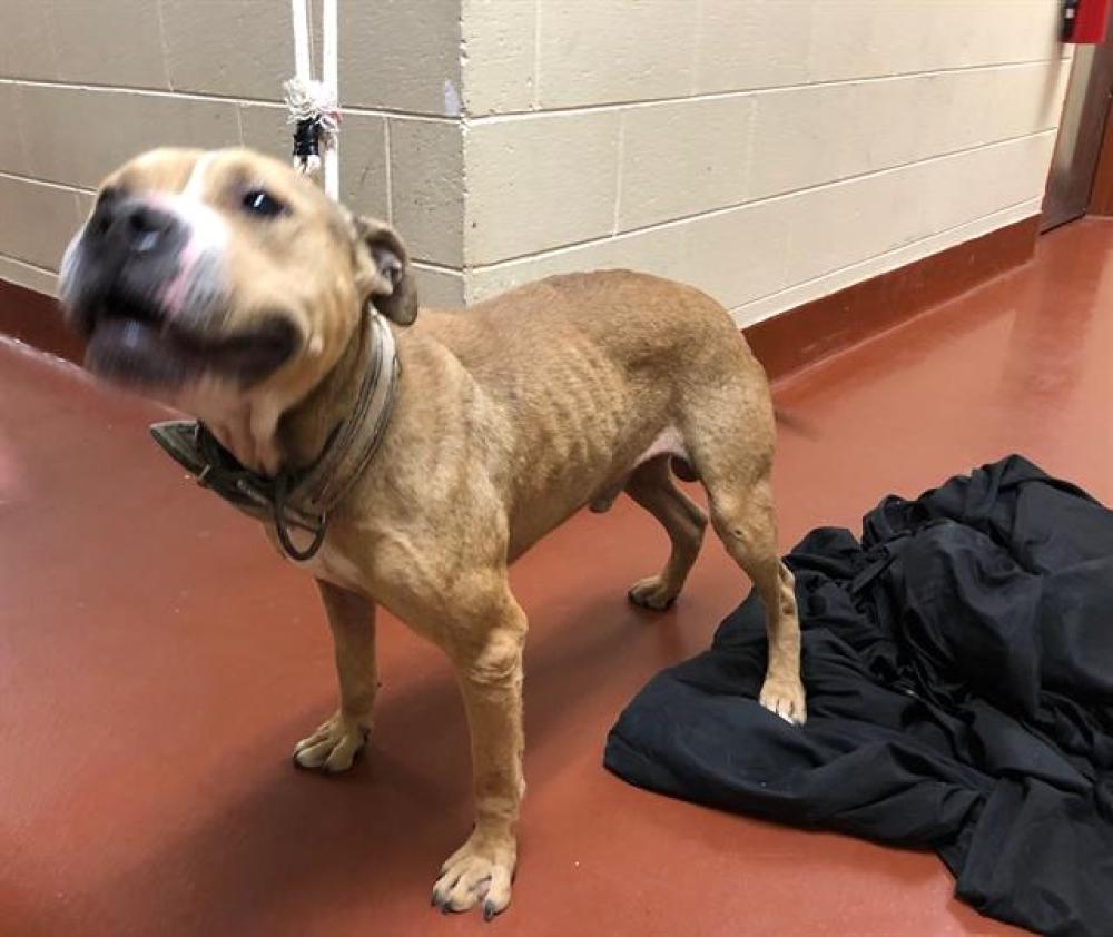 Shelter Stray Male Dog last seen Near BLOCK N 105TH ST, West Milwaukee, WI 53215