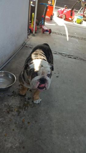 Lost Male Dog last seen Wilton pl & 54th St 90062, Los Angeles, CA 90062