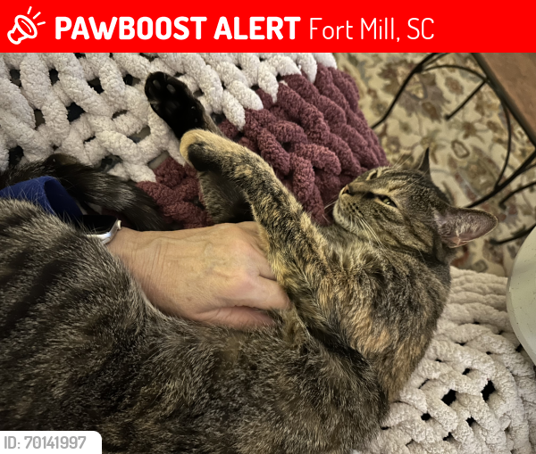 Lost Female Cat last seen Jimmy Johns near fort mill Lowes, Fort Mill, SC 29708