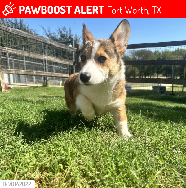 Lost Male Dog last seen Byers, camp bowie, westover hills, Fort Worth, TX 76107