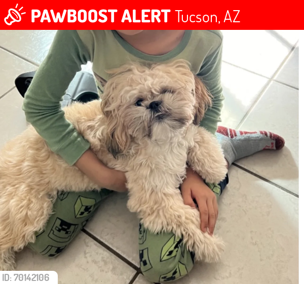 Lost Female Dog last seen Drexel and nogales hwy, Tucson, AZ 85706