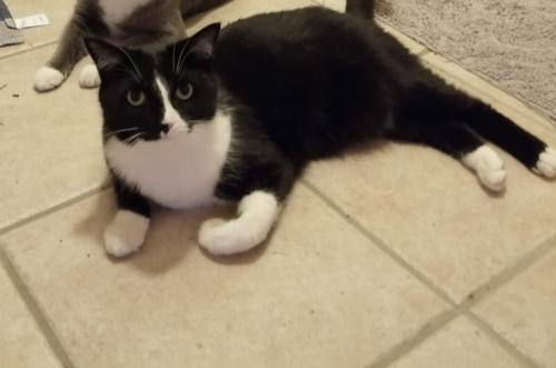 Lost Female Cat last seen Small middle and Park at Monterey oaks, Austin, TX 78749