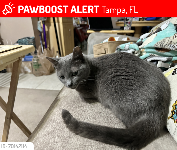 Lost Male Cat last seen Near Raintree Lake Lane #B, Tampa, FL 33617