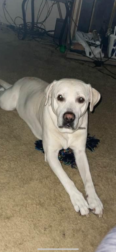 Lost Male Dog last seen Handles ice cream, Massillon, OH 44646