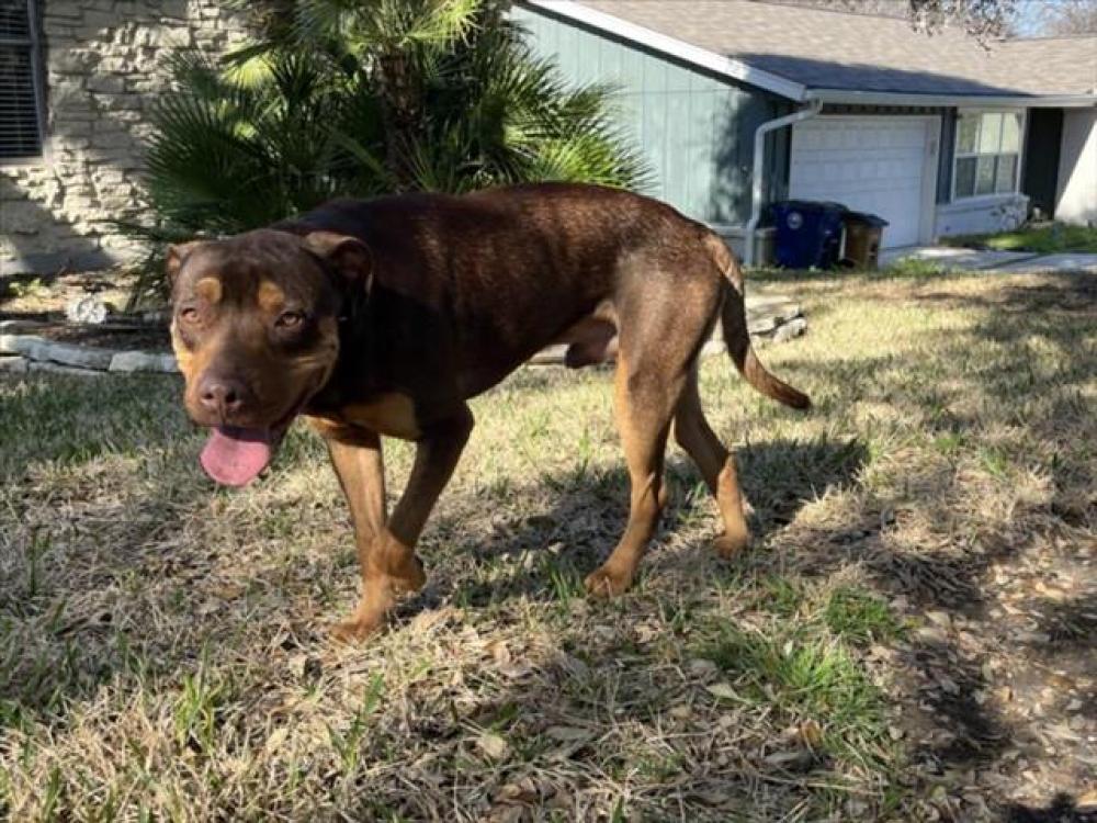 Shelter Stray Male Dog last seen AUBURNHILL AND NORTHEAST DR, Austin, TX 78702