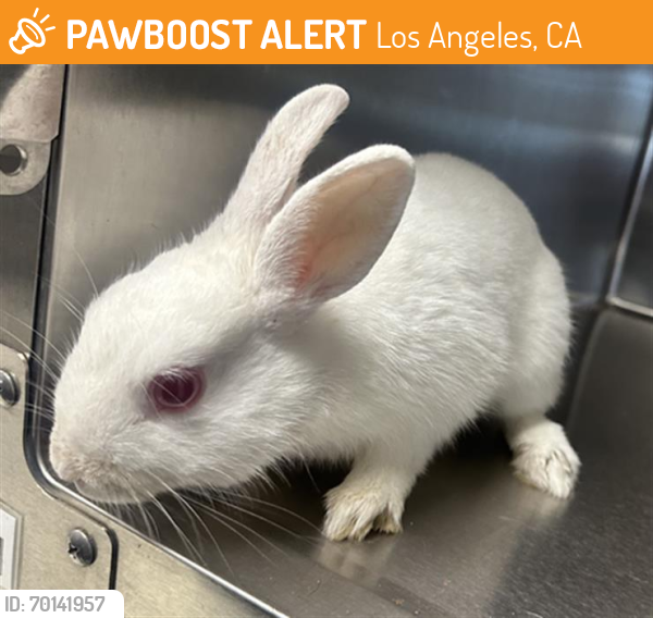 Shelter Stray Female Other last seen , Los Angeles, CA 90025