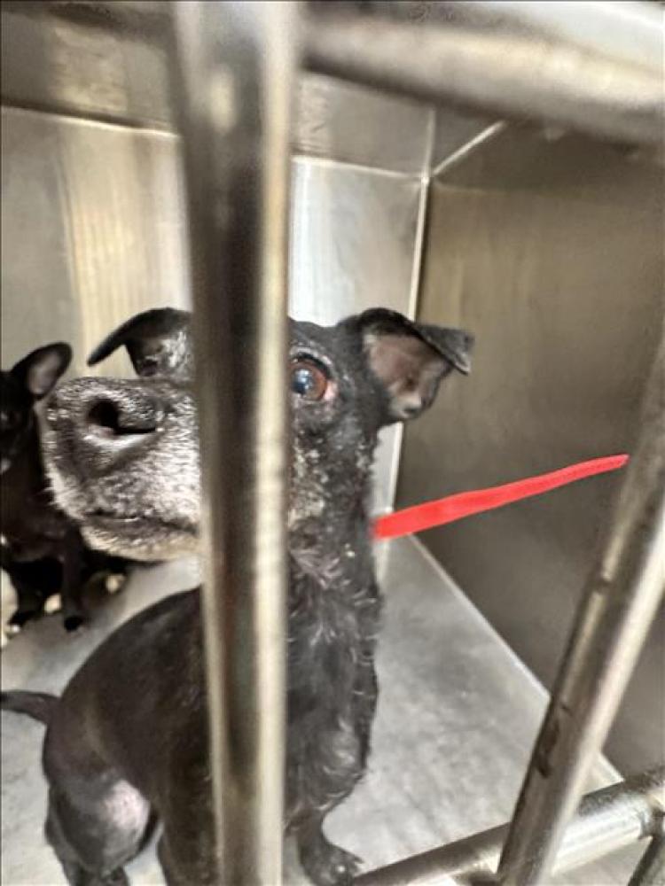 Shelter Stray Unknown Dog last seen , Los Angeles, CA 90031