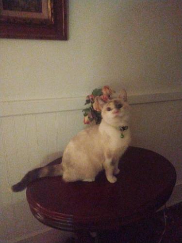 Lost Female Cat last seen Bonneview Rd & East St York pa, York, PA 17406
