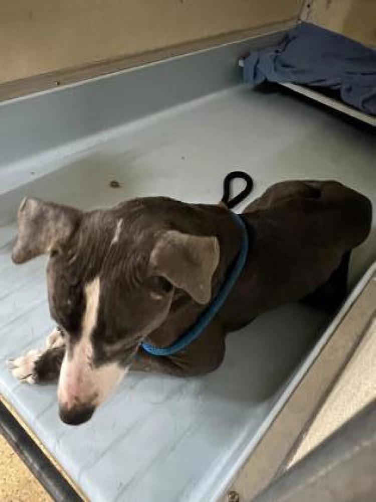 Shelter Stray Male Dog last seen Near Conrey Road, Sharonville, OH, Cincinnati, OH 45223