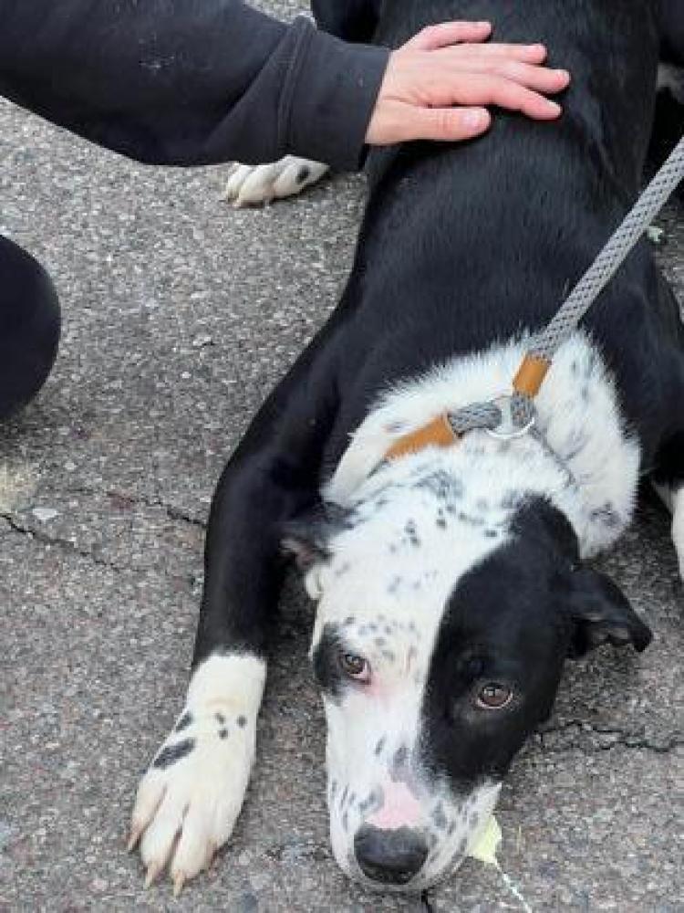 Shelter Stray Female Dog last seen Near Conrey Road, Sharonville, OH, Cincinnati, OH 45223