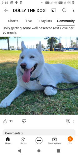 Lost Female Dog last seen China town metro station,Los Angeles state historic park , Los Angeles, CA 90012