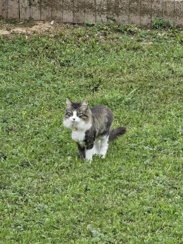 Lost Female Cat last seen Sunrise Mdw and Mesquite Woods, Saint Hedwig, TX 78152