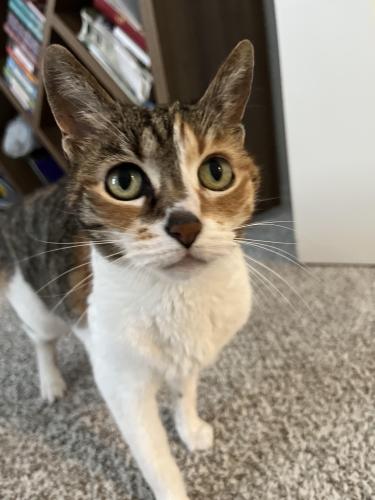 Lost Female Cat last seen Near sunset at southeast , Albuquerque, NM 87123