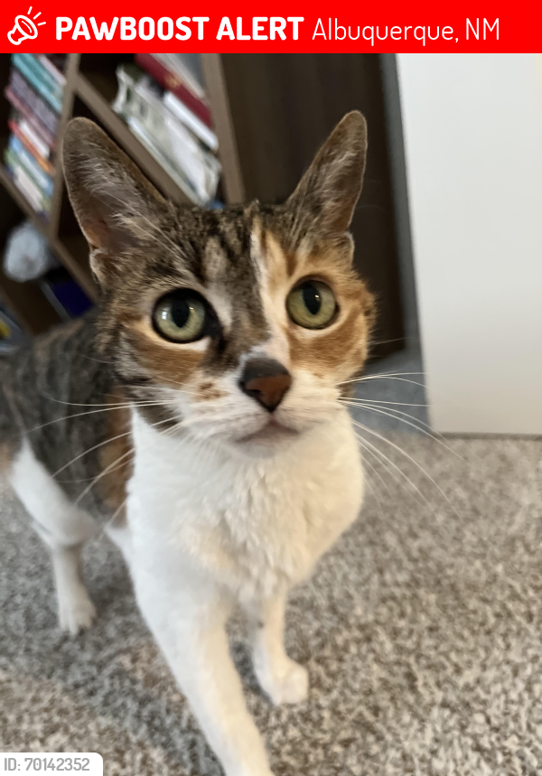 Lost Female Cat last seen Near sunset at southeast , Albuquerque, NM 87123