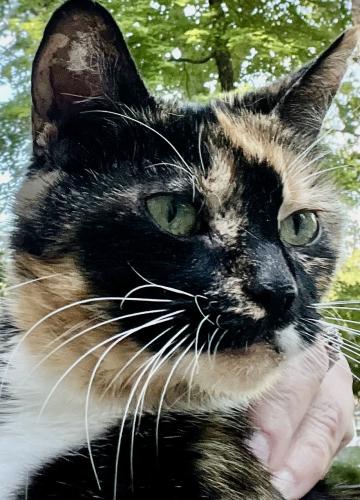 Lost Female Cat last seen dumfries road , Warrenton, VA 20187