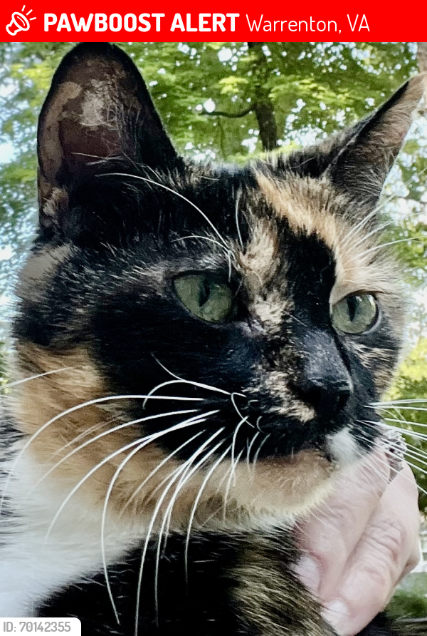 Lost Female Cat last seen dumfries road , Warrenton, VA 20187