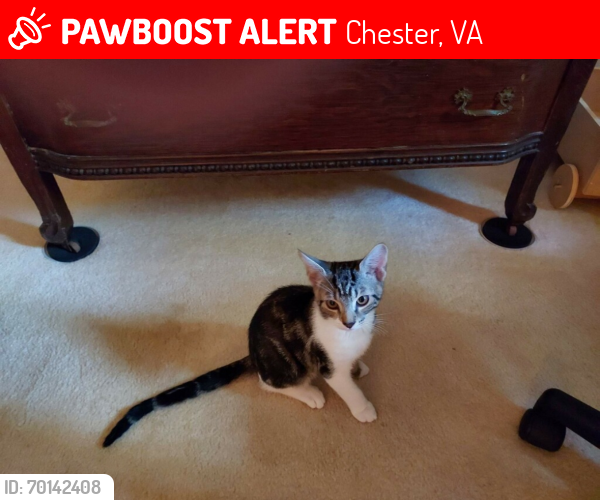 Lost Male Cat last seen Near Routnda ln, Chester, VA 23836