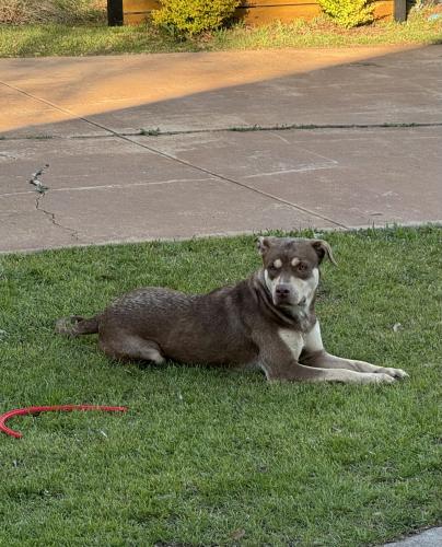Found/Stray Female Dog last seen Near slick rock Chase Euless TX , Euless, TX 76040