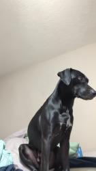 Reunited Male Dog last seen Westlake Houston Prky, Houston, TX 77339