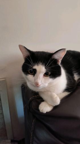 Lost Male Cat last seen Middle Sound Loop/Anaca Point Road, Wilmington, NC 28411
