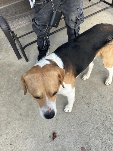 Found/Stray Male Dog last seen East main and east mound St, Columbus, OH 43227