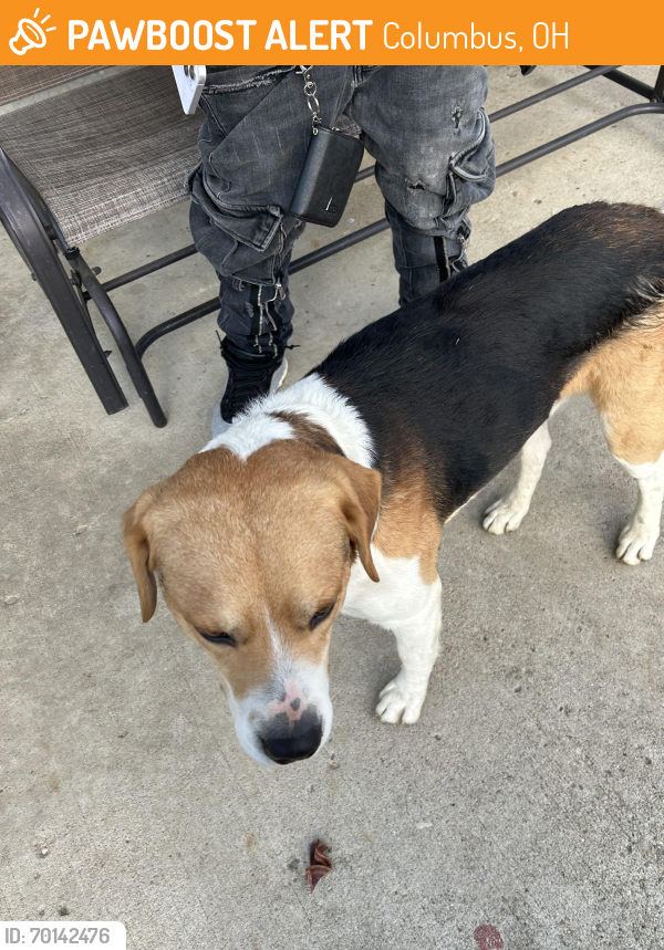 Found/Stray Male Dog last seen East main and east mound St, Columbus, OH 43227