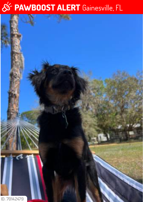 Lost Male Dog last seen Nw 39th ave Gainesville, Gainesville, FL 32605