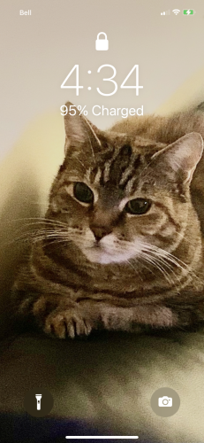 Lost Female Cat last seen Main and SE Marine Drive, Vancouver , Vancouver, BC V5X 2J5