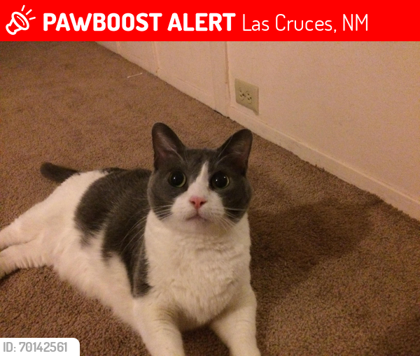 Lost Female Cat last seen Apodaca Park Área , Solano/ Madrid , Las Cruces, NM 88001