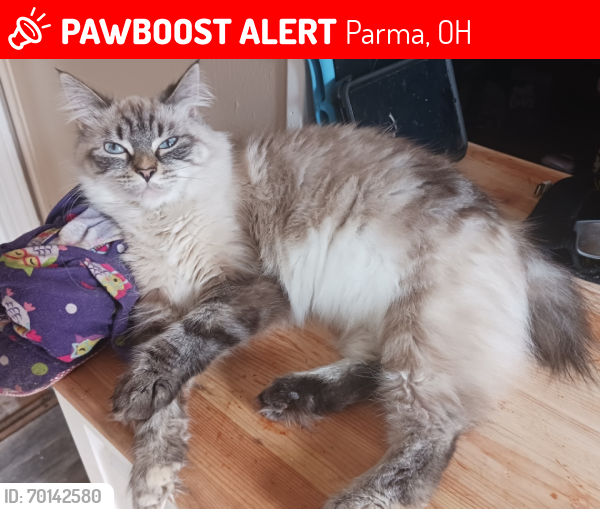 Lost Female Cat last seen State rd, Parma, OH 44134