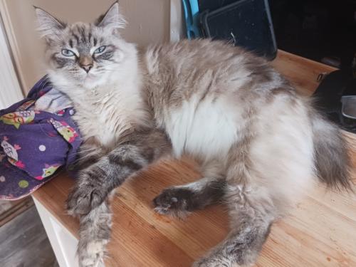 Lost Female Cat last seen State rd, Parma, OH 44134