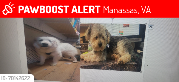 Lost Male Dog last seen Sudley rd and impallla dr, Manassas, VA 20110