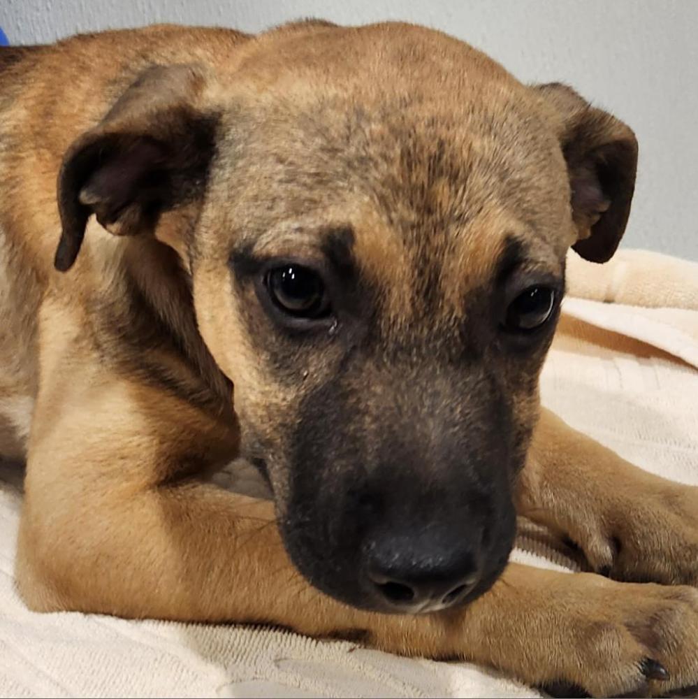Shelter Stray Female Dog last seen , Tampa, FL 33607