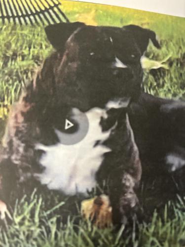 Lost Male Dog last seen Wildcat Canyon Rd, Lakeside, CA 92040