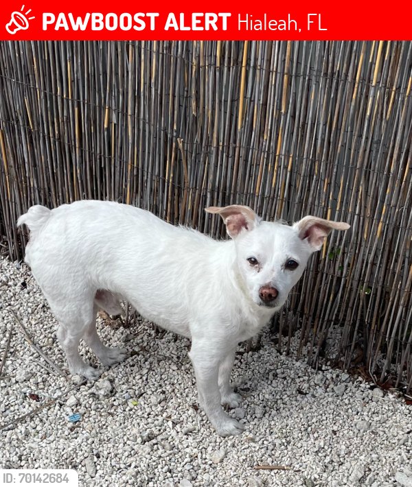 Lost Male Dog last seen West 33 street and 5 Ave , Hialeah, FL 33012